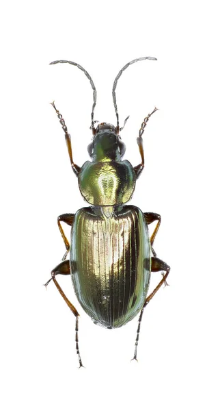 Ground Beetle Agonum sobre fundo branco - Agonum muelleri (Herbst, 1784) — Fotografia de Stock