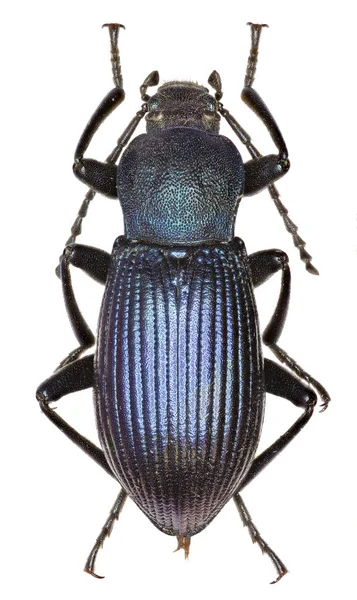 Darkling Beetle Helops em fundo branco - Helops rossii (Germar, 1817 ) — Fotografia de Stock