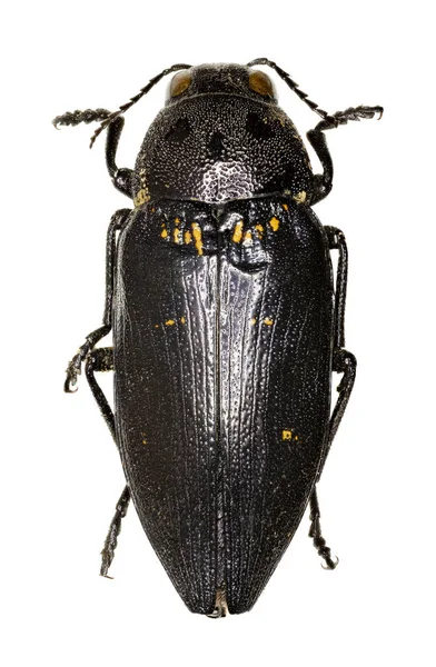 Escarabajo metálico de madera sobre fondo blanco - Buprestis cupressi (Germar, 1817 ) — Foto de Stock