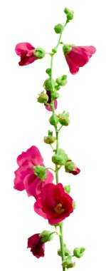 Beyaz arka planda - illüstrasyon pembe Gül Fatma