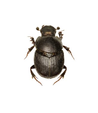 Bok böceği Onthophagus beyaz arka planda - Onthophagus grossepunctatus (Reitter, 1905)