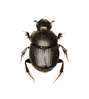 Bok böceği Onthophagus beyaz arka planda - Onthophagus grossepunctatus (Reitter, 1905)