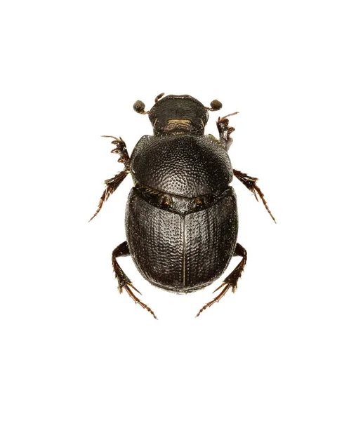 Escarabajo del estiércol Onthophagus sobre fondo blanco Onthophagus grossepunctatus (Reitter, 1905 ) — Foto de Stock