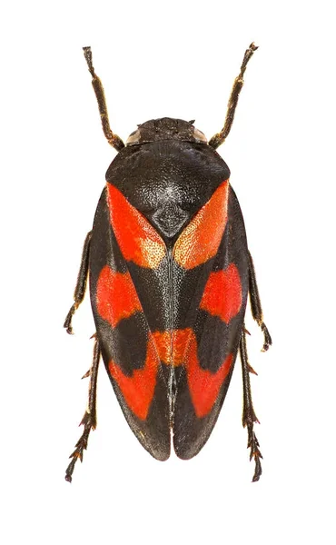 Красно-черный лягушка на белом фоне - Cercopis vulnerata (Росси, 1807 год) ) Лицензионные Стоковые Фото