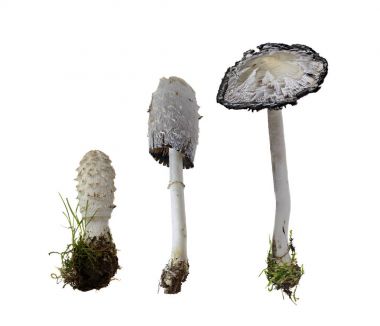 Shaggy Ink Cap on white Background  -  Coprinus comatus (O.F. Mull.) Pers., 1797 clipart
