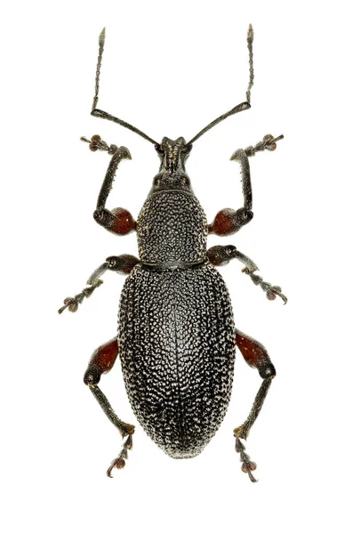 Weevil Otiorhynchus beyaz arka planda - Otiorhynchus cardiniger (ev sahibi, 1789)