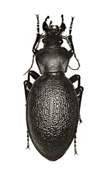 Kumbang Kulit di Latar Belakang Putih Carabus coriaceus (Linnaeus, 1758 ) — Stok Foto