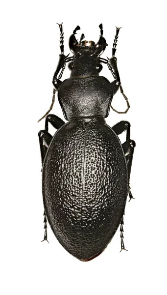 Deri böceği beyaz arka planda - Carabus coriaceus (Linnaeus, 1758)