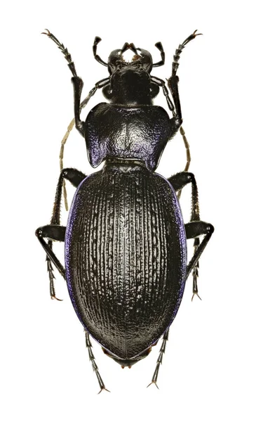 Ruwe Violet grond kever op witte achtergrond - Carabus problematicus (Herbst, 1786) — Stockfoto