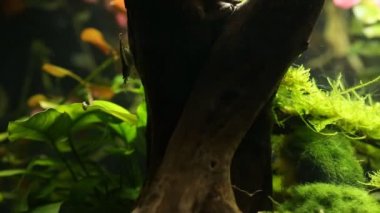 Akvaryum HD, yüksek çözünürlüklü, besleme Neocaridina heteropoda var. kırmızı ya da kiraz karides karides