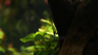 Neon akvaryum, Amano karides yosun yemek karides