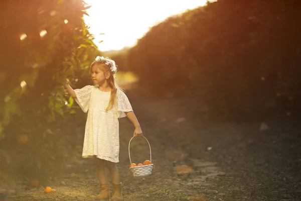 Adorable niña recogiendo naranjas frescas maduras en el soleado jardín de naranjos en Italia — Foto de Stock
