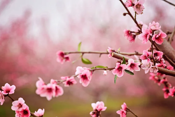 杏仁花春季背景。美丽的粉红色的春天嫩花开花。粉红杏仁樱桃花特写。春季时间花的背景。粉红色的锋利和弥散的花朵盛开的树. — 图库照片