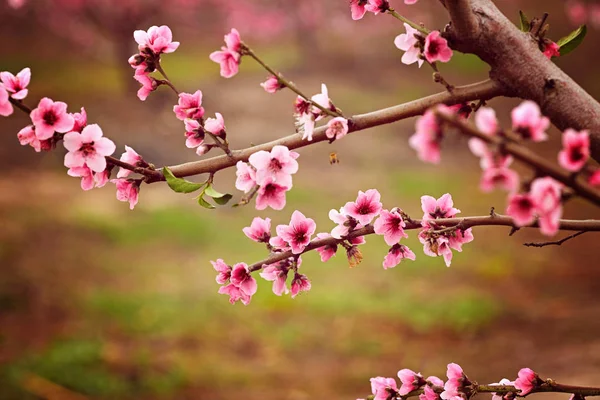 杏仁花春季背景。美丽的粉红色的春天嫩花开花。粉红杏仁樱桃花特写。春季时间花的背景。粉红色的锋利和弥散的花朵盛开的树. — 图库照片