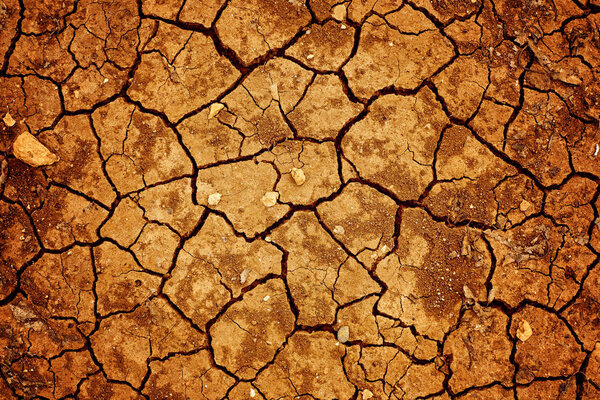 Sparse, small vegetation on the cracked earth. The origins of life. Dry weather.