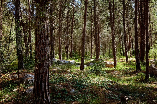 Fairy tale fir tree forest — Stock Photo, Image