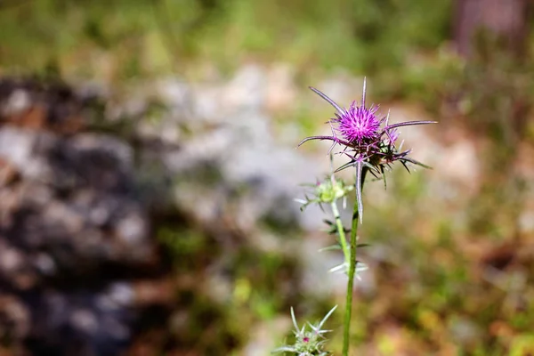 Pelota de hojaldre púrpura espinosa como flor o hierba —  Fotos de Stock