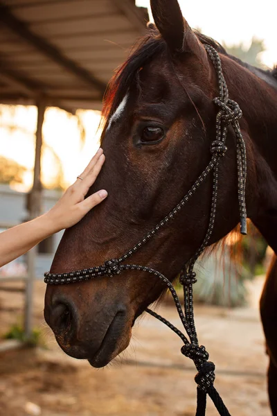 Flicka med en bay hästen stående på ranch — Stockfoto