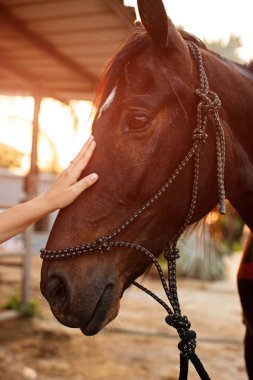 Treating from depression with the help of a horse clipart