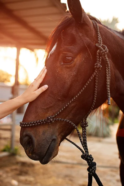 Behandling av depression med hjälp av en häst — Stockfoto