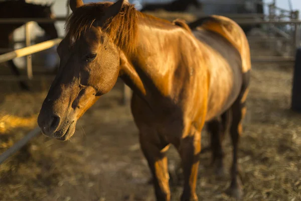 Hipoterapia Salud Caballo Retrato Bonito Caballo Barrio — Foto de Stock