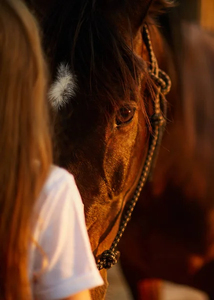 Flickan Ser Ögonen Vacker Häst — Stockfoto