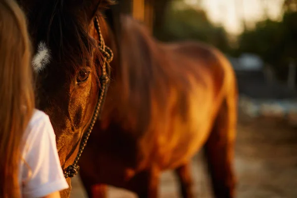 Flickan Ser Ögonen Vacker Häst — Stockfoto