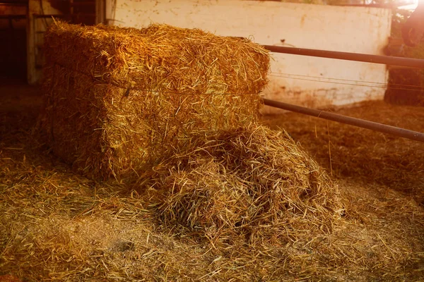 Dry Hay Stacks Rural Wooden Barn Interior — Stock Photo, Image