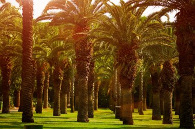 tarihi acı ağaç, bir güzel palm grove veya orman. Güneş ve mavi gökyüzü İsrail