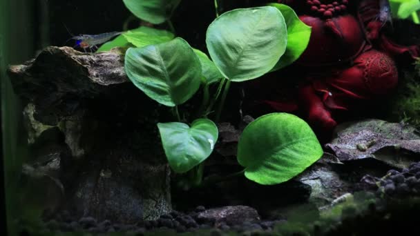 Аманські креветки названі на честь відомого японського акваріста Такаші Амано. Прісноводні креветки Амано. 4k — стокове відео