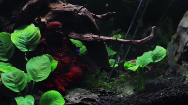 Des pinces pour planter des plantes d'aquarium dans l'aquarium d'eau douce tordent les plantes aquatiques — Video