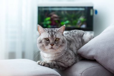 Kanepede dinlenen zeki ve güzel yeşil gözlü büyük İngiliz kedisi.