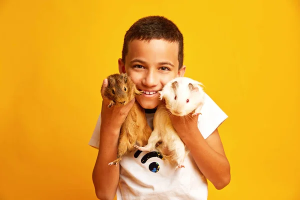 Niño feliz con lindos conejillos de indias —  Fotos de Stock
