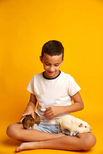 Niño feliz con lindos conejillos de indias. Niño optimista sonriendo y mirando cobayas adorables contra —  Fotos de Stock