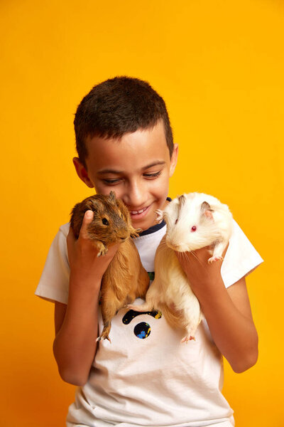 Optimistic boy smiling and not looking at camera while carrying adorable guinea pigs against yellow background