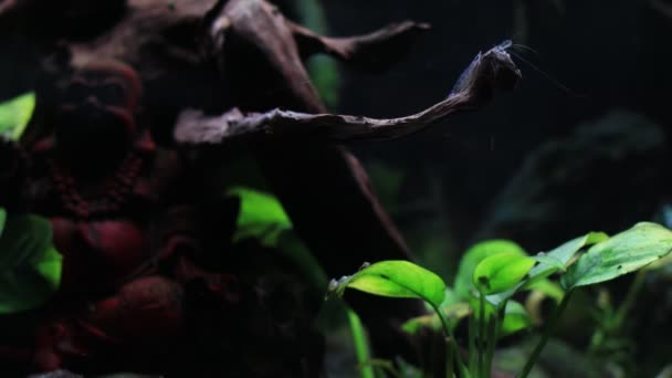 タイガーエビペット水族館淡水自然ペット暗い背景4k — ストック動画