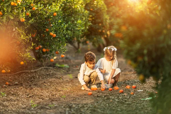 Niños recogiendo fruta en un naranjal —  Fotos de Stock