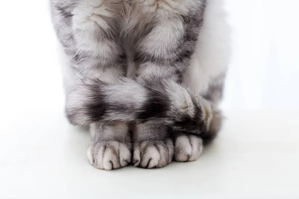 Primer plano de patas y cola de un gato británico plateado sobre un fondo blanco — Foto de Stock