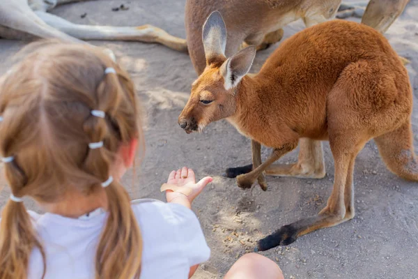 Menina cuidando de um canguru australiano alimentando animais australianos . — Fotografia de Stock