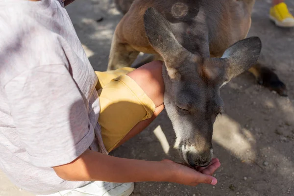 Close-up de uma mão de bebê amamentando um canguru australiano. amor aos animais — Fotografia de Stock