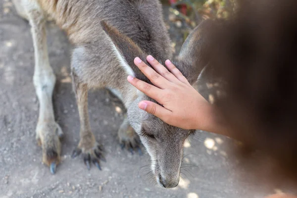 Close-up de um menino acariciando um canguru australiano — Fotografia de Stock