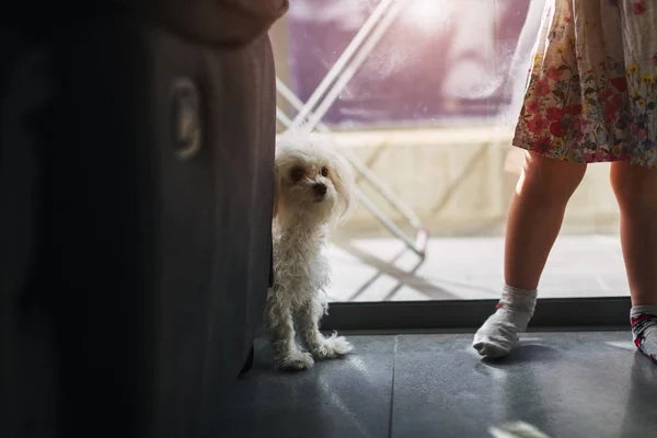 Pernas de uma menina com um cão Maltês Em casa perto da janela — Fotografia de Stock