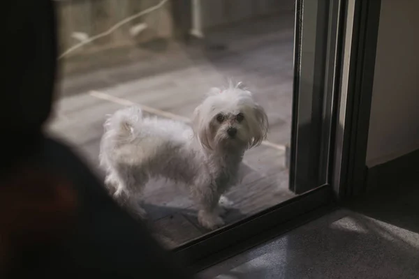 Şirin beyaz köpek Maltese, sahibinin eve gelmesini bekliyor. — Stok fotoğraf