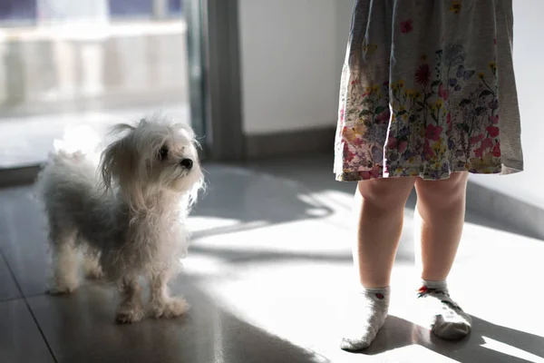 Pernas de uma menina com um cão Maltês Em casa perto da janela — Fotografia de Stock