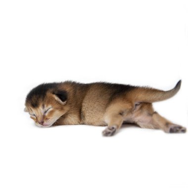 Yeni doğan yavru kedi beyaz zemin üzerine izole