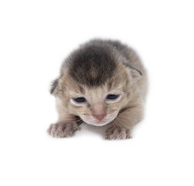 Yeni doğan yavru kedi beyaz zemin üzerine izole
