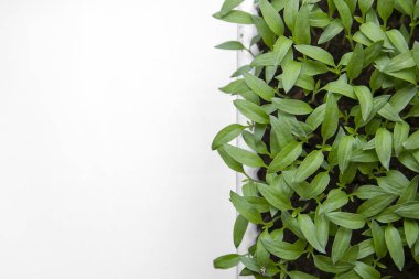 Dikim bahar. Erken Patlıcan tohumları kutularındaki evde tohumlarından kenarında yetişen. Fidan güneş ışığı altında sıradışı görünümü.