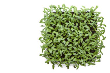 Küçük bitkiler, tarım bitkileri için tohum tepsileri. Bahar ekimi. Pencere kenarındaki kutularda yetişen tohumlardan ilk filizler..