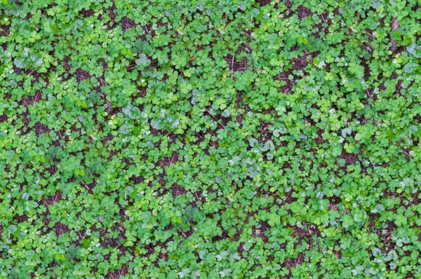 Textur von Gras und Bodenpflanzen — Stockfoto