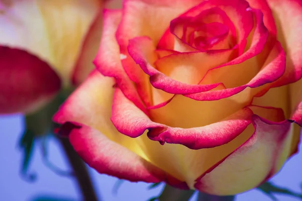 美丽的粉红色和黄色玫瑰特写 — 图库照片